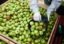 Молдавские журналисты раскрыли схему поставок в Россию запрещенной продукции